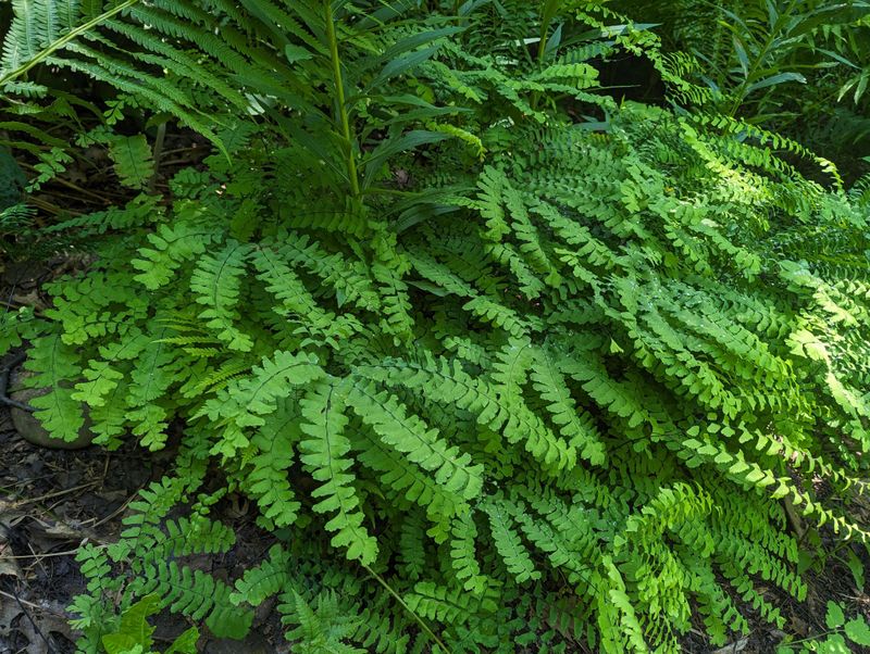 Ferns