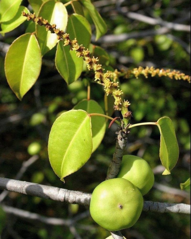 Manchineel Tree