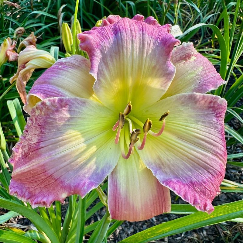 Daylily