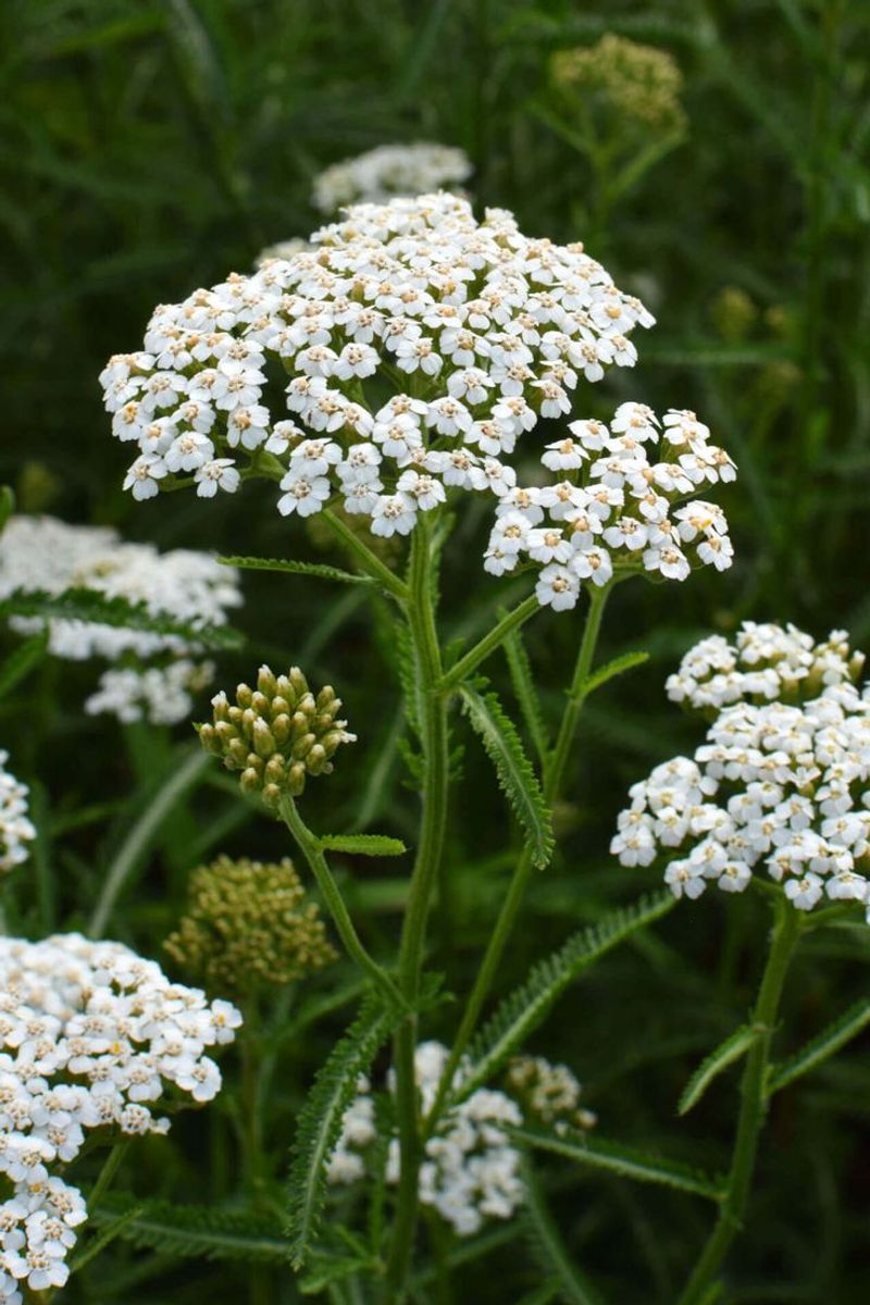 Yarrow