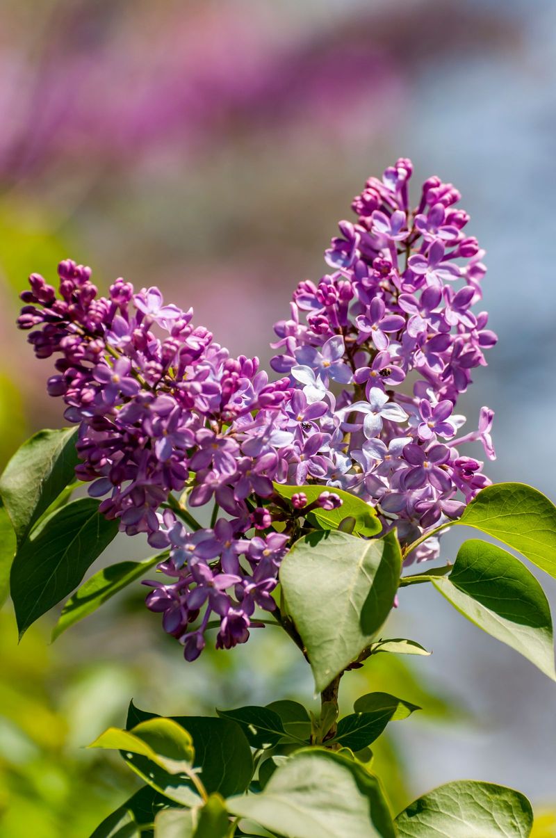 Lilacs