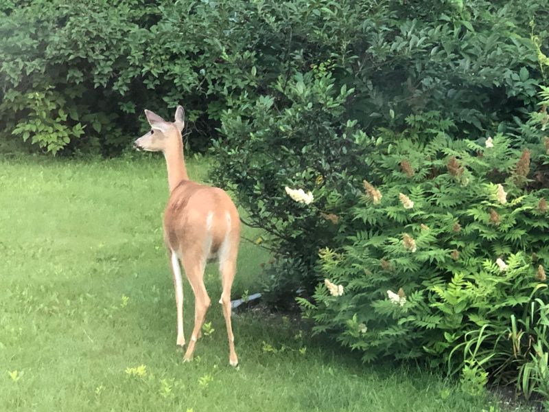 Deer and Rabbit Resistant