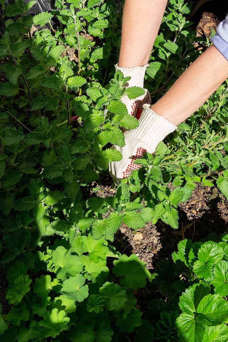 Easy-to-Maintain Ground Cover