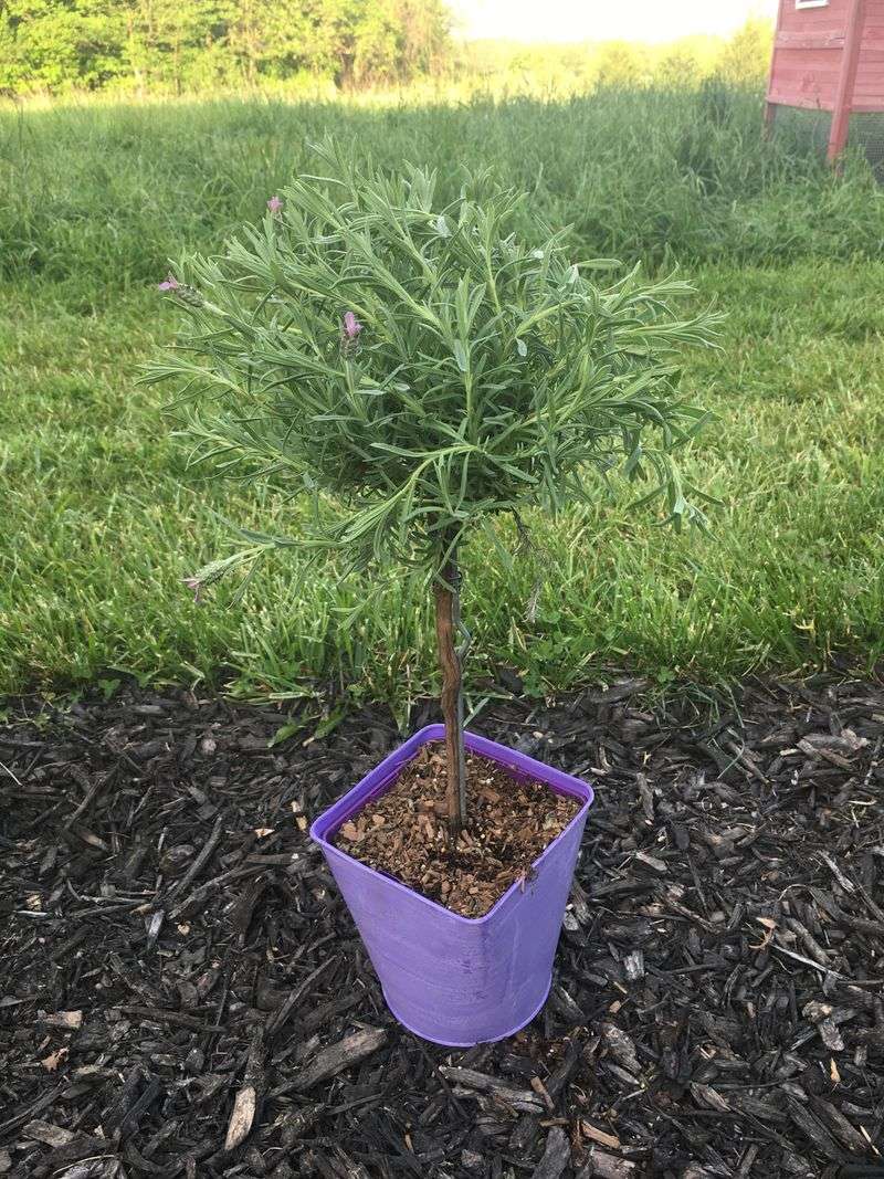 Lavender Tree