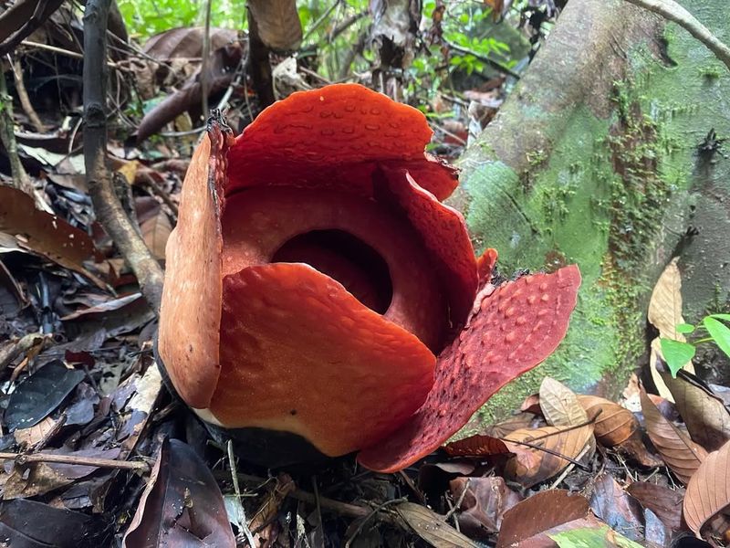 Rafflesia Flower