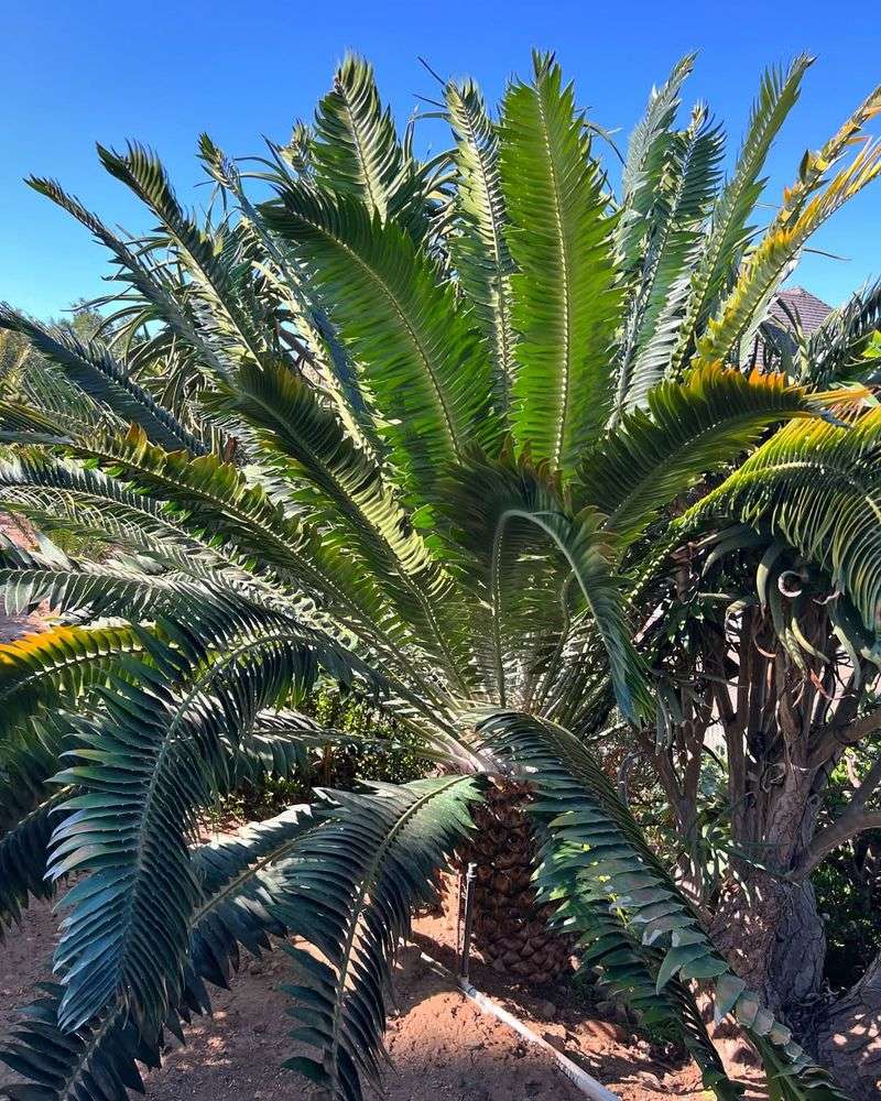 Wood's Cycad