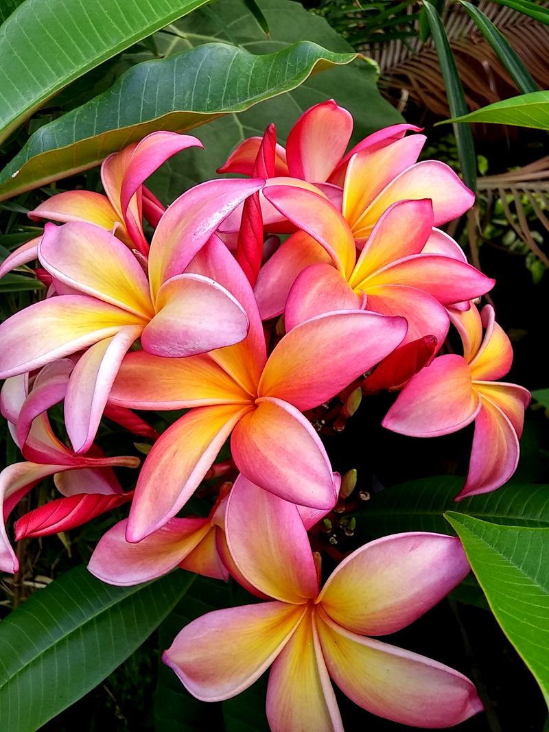 Plumeria