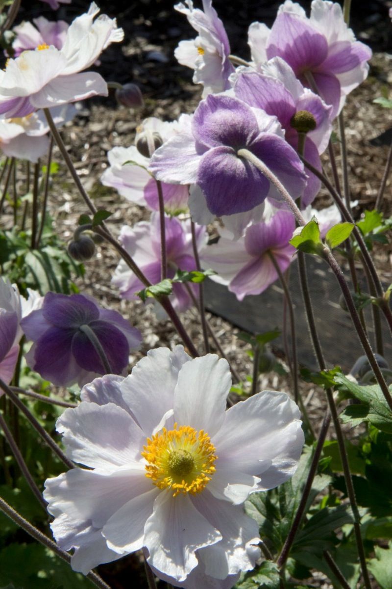 Anemone