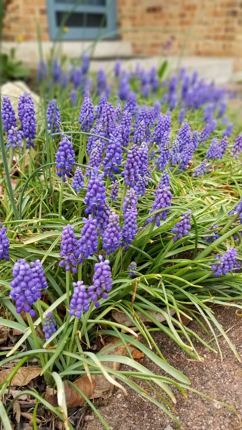 Grape Hyacinth