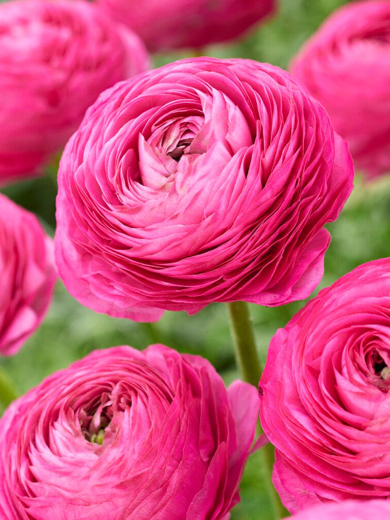 Ranunculus