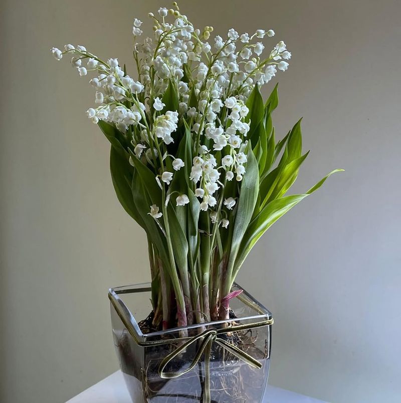 Lily Of The Valley