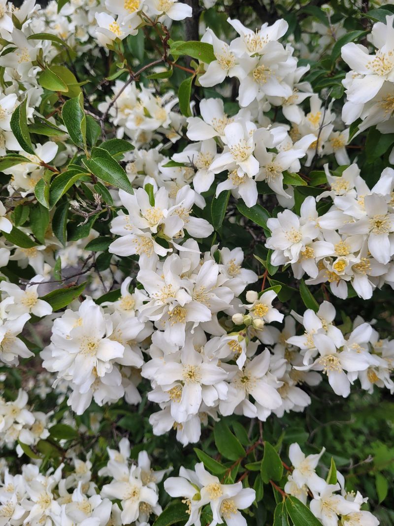 Mock Orange (Philadelphus coronarius)