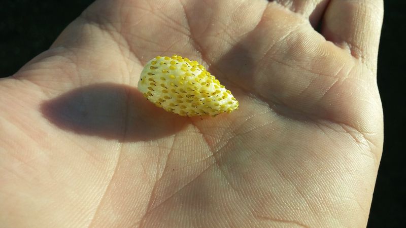 Heirloom Pineapple Strawberry