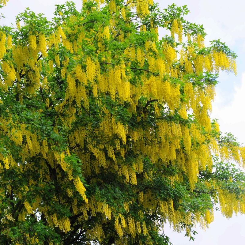 Golden Chain Tree (Laburnum x Watereri)