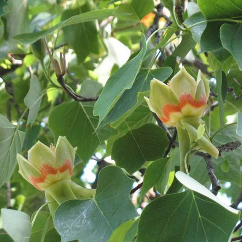 Tulip Tree Blossoms