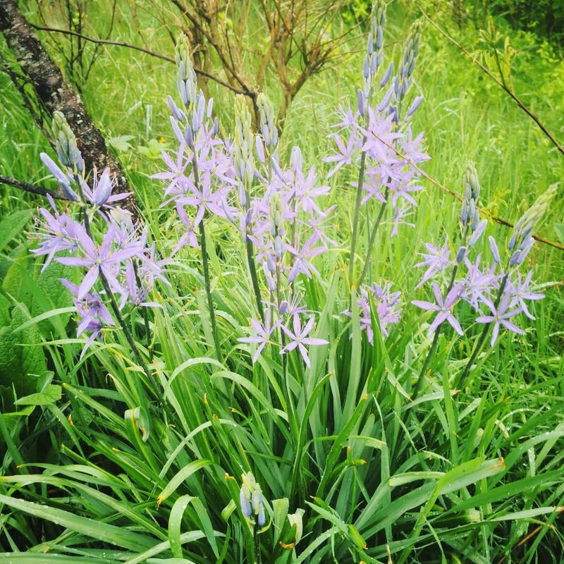 Camassia