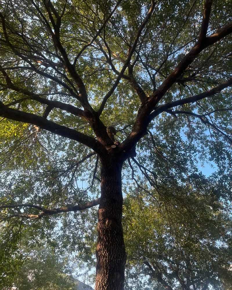 Live Oak (Quercus virginiana)