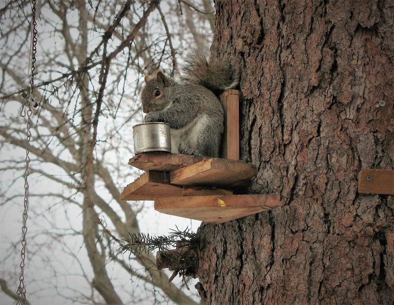 Squirrel Snack Station