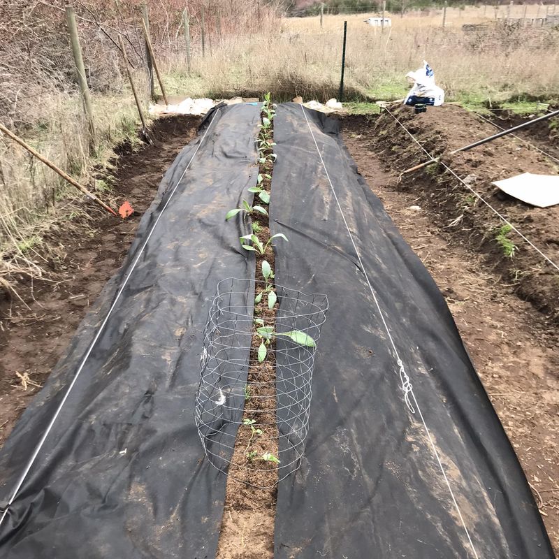 Fruit and Vegetable Mulching