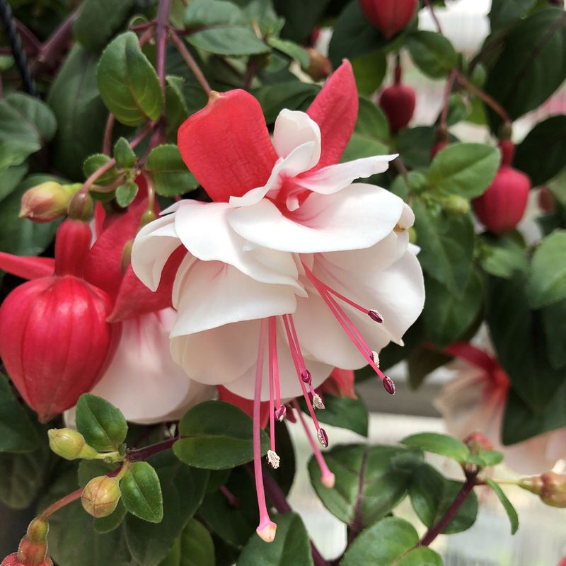 Fuchsia 'Swingtime'