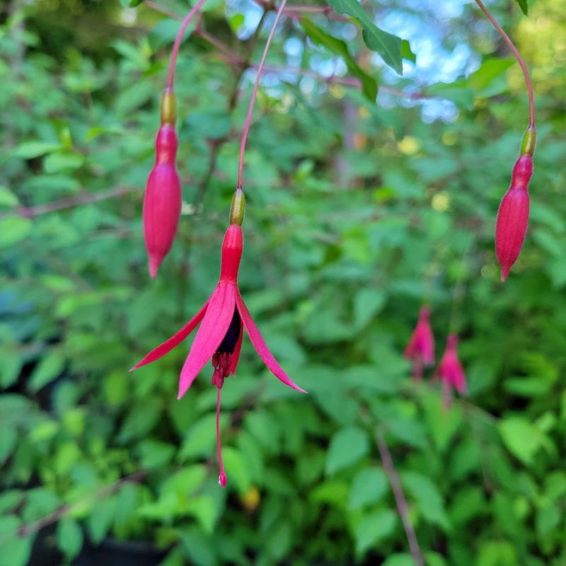 Fuchsia 'Riccartonii'