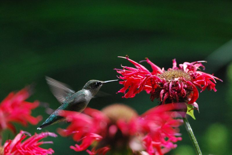 Bee Balm