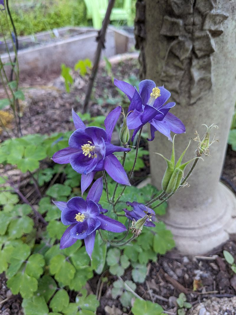 Columbine