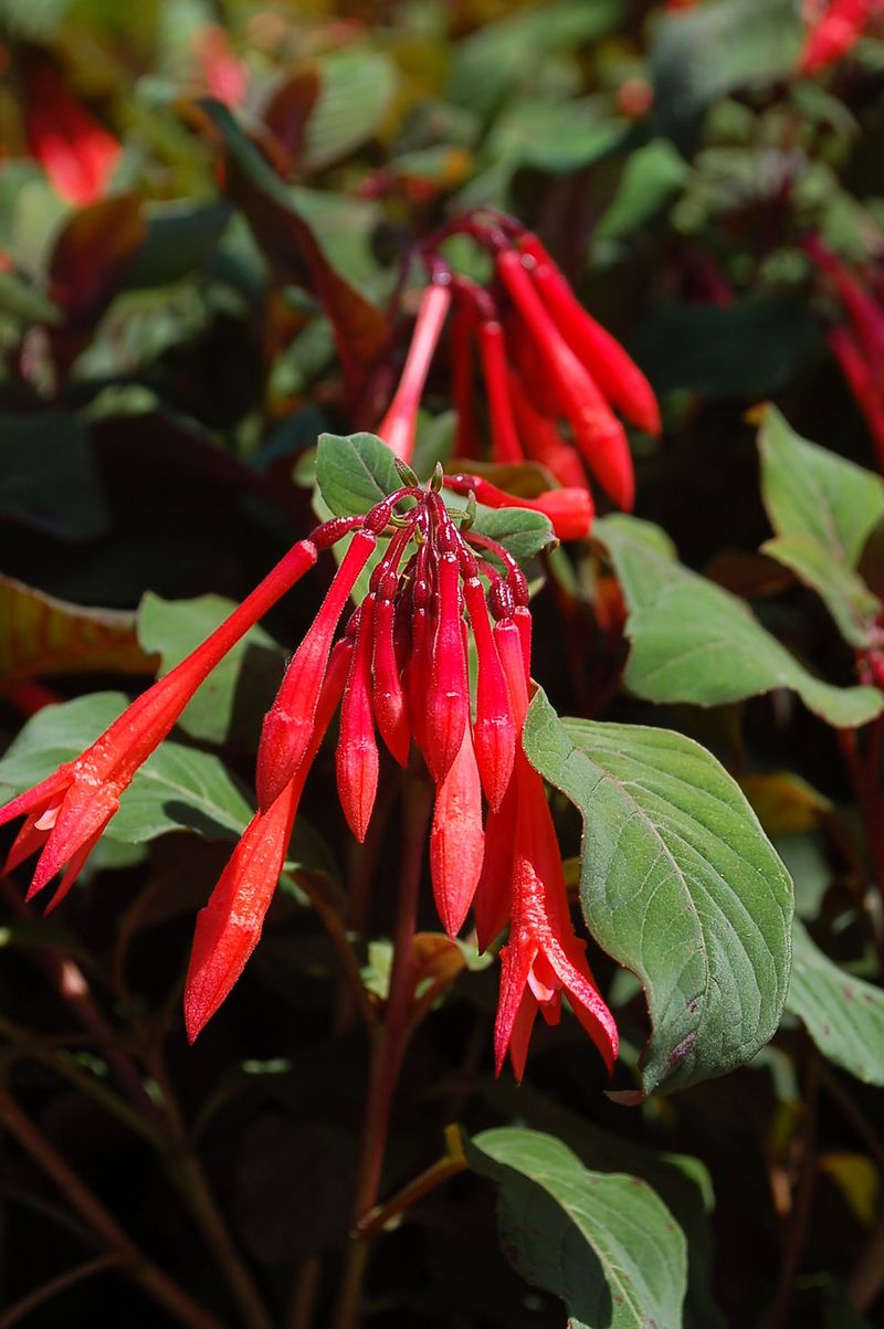 Fuchsia triphylla 'Gartenmeister'