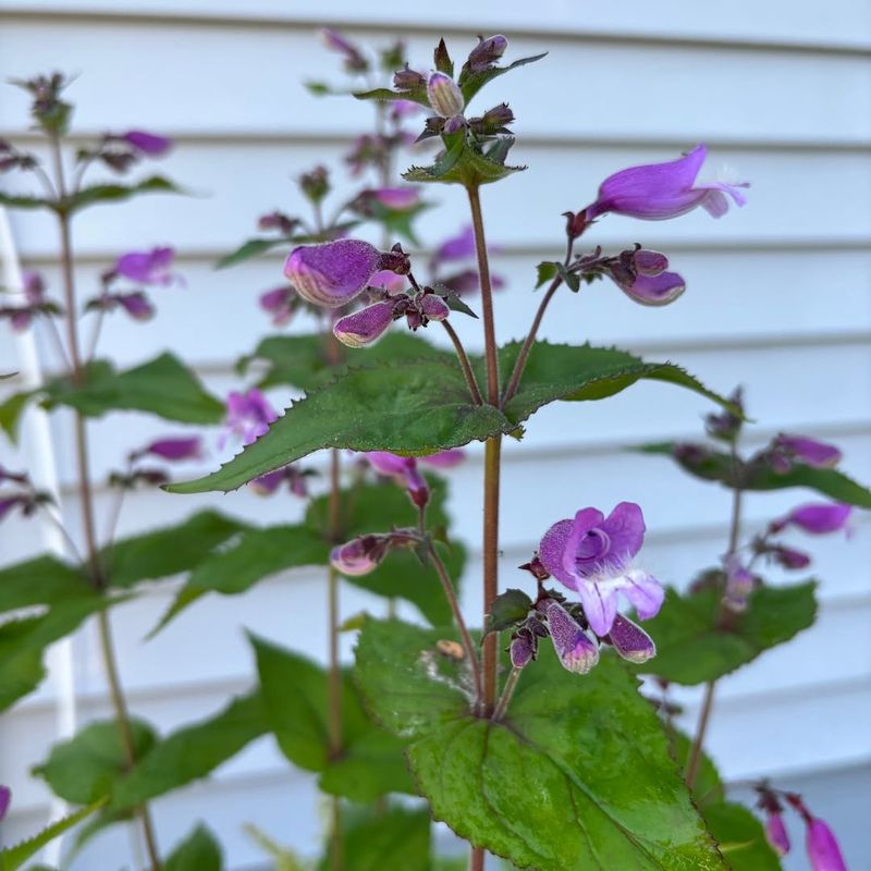 Penstemon