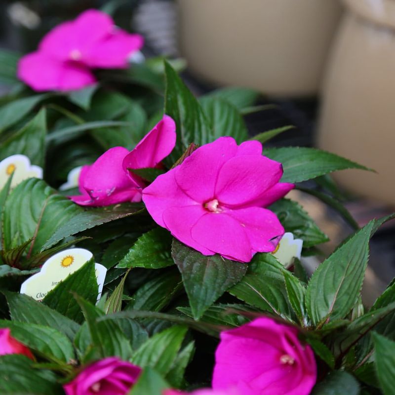 Impatiens