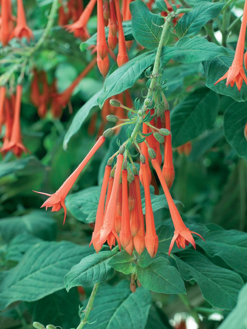 Fuchsia 'Thalia'