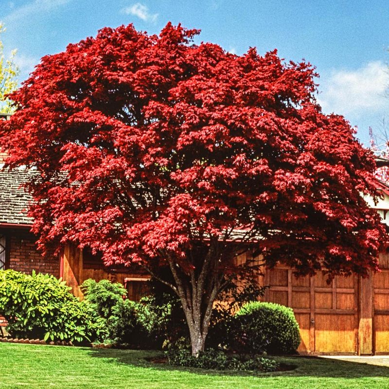 Japanese Maple