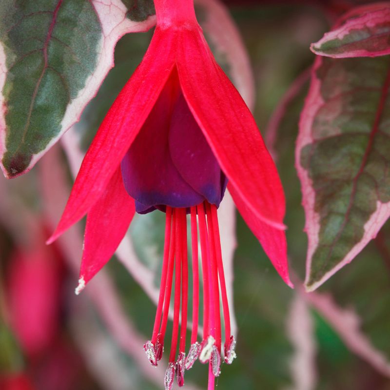 Fuchsia 'Tom West'