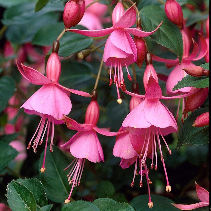 Fuchsia 'Beacon'