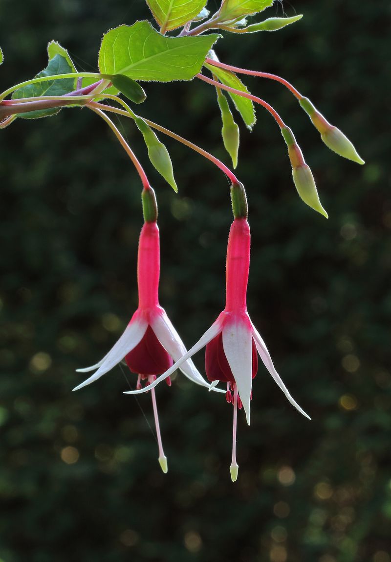 Fuchsia 'Checkerboard'