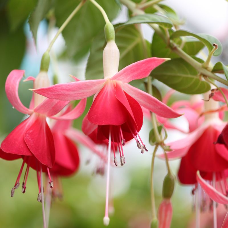 Fuchsia 'Celia Smedley'