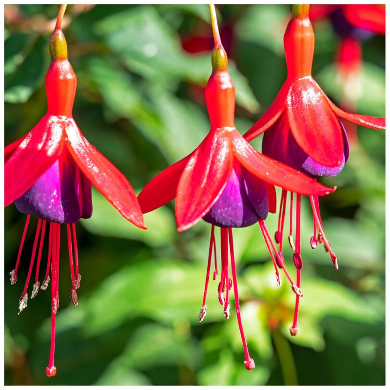 Fuchsia 'Mrs. Popple'