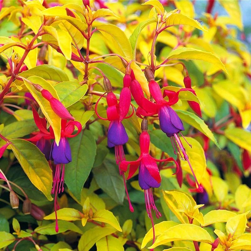 Fuchsia 'Genii'