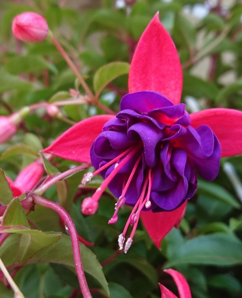 Fuchsia 'Dollar Princess'