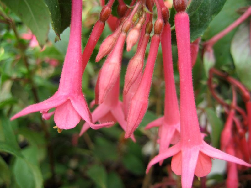 Fuchsia 'Eruption'