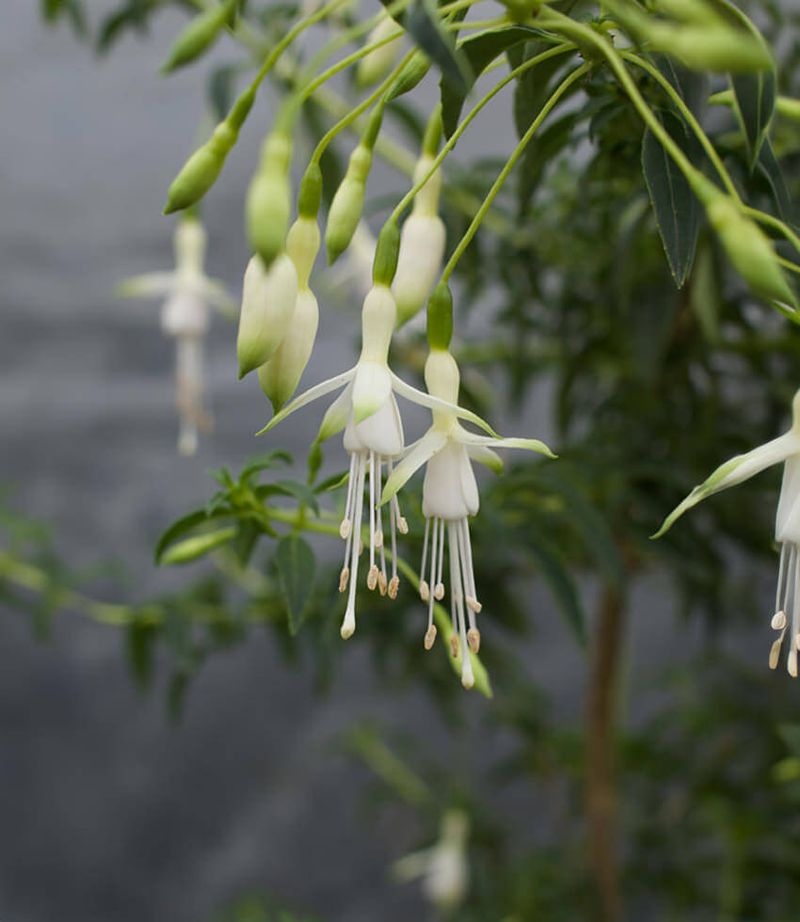 Fuchsia magellanica 'Hawkshead'