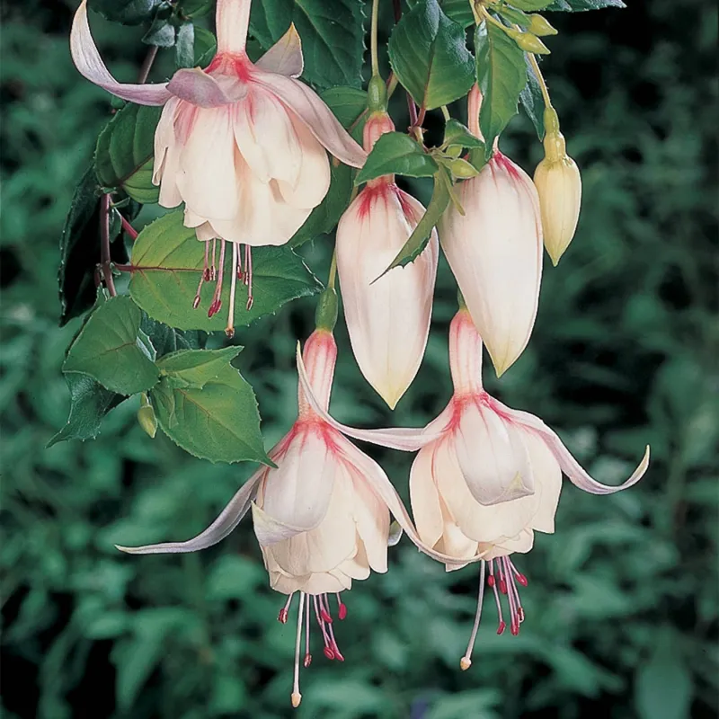 Fuchsia 'Annabel'