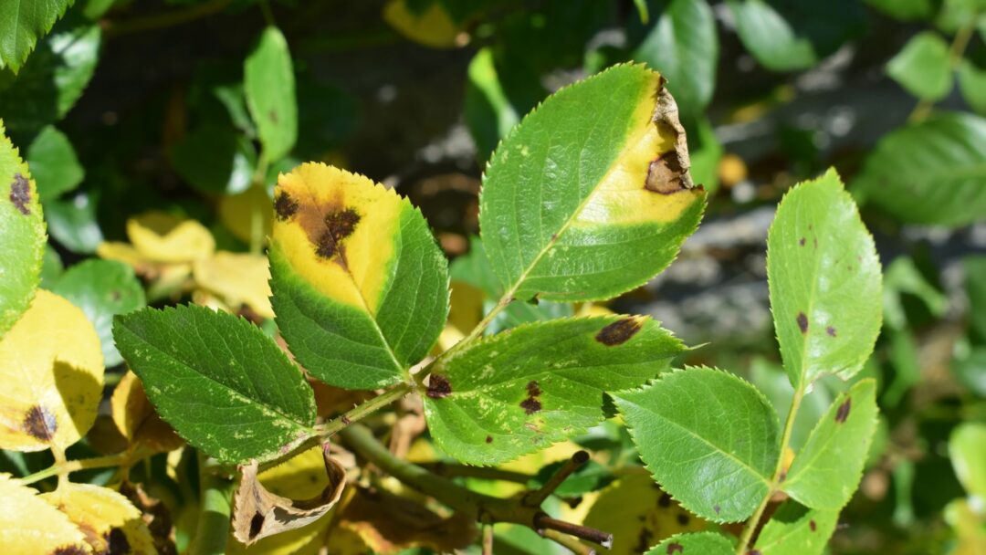 Ceder Tree Rash If Your Cedar Tree Is Looking Sickly, These 23 Diseases Might Be To Blame