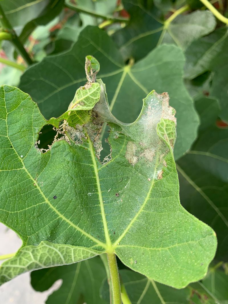 Pests Attacking Leaves