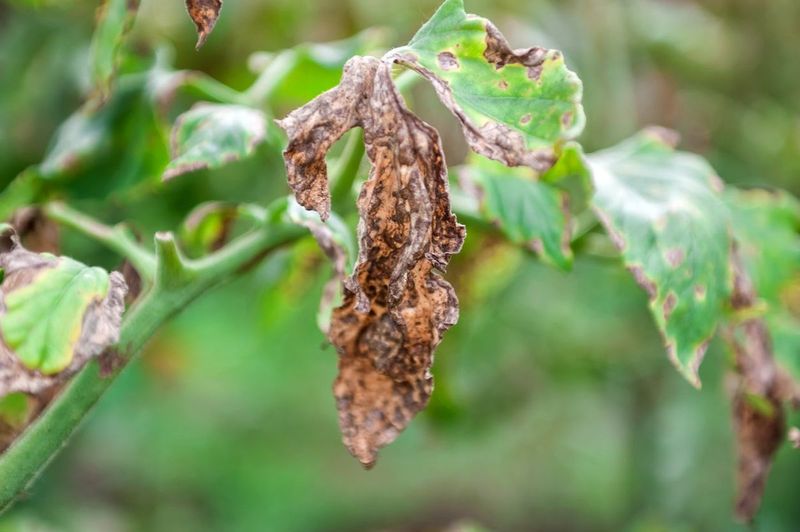 Verticillium Wilt