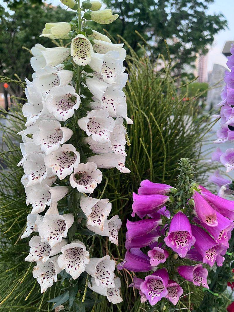 Foxglove