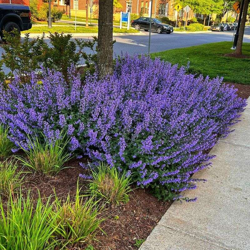 Catmint