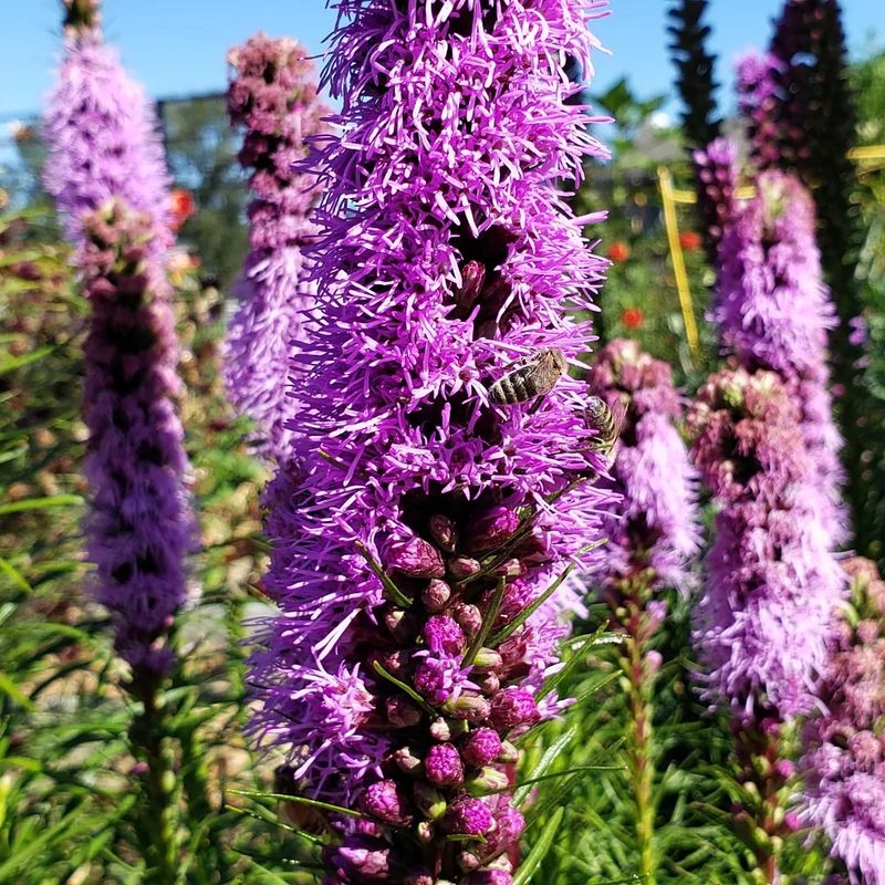 Liatris