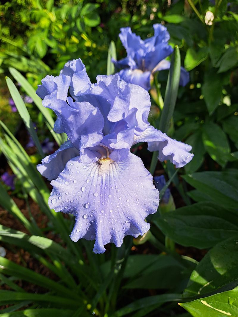 Iris