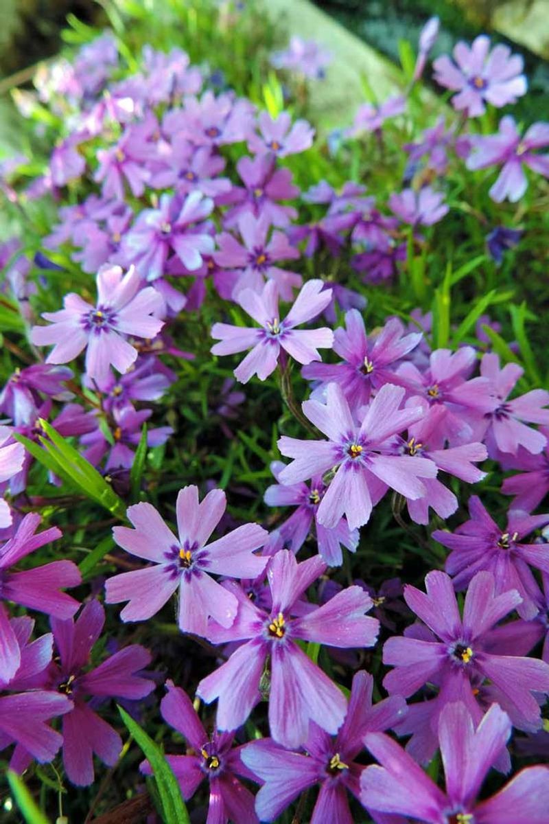 Phlox